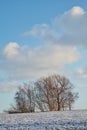 Snow covered forest landscape on a winter day with copy space. Bare tree branches and a cloudy blue sky over a field Royalty Free Stock Photo