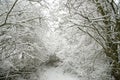 Snow-covered forest path Royalty Free Stock Photo