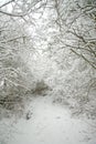 Snow-covered forest path Royalty Free Stock Photo