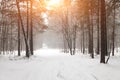 A snow-covered forest path, illuminated by day.A Walk On A Beautiful Winter Day.Background of a snowy fairy-tale winter Royalty Free Stock Photo