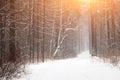 A snow-covered forest path, illuminated by day.A Walk On A Beautiful Winter Day.Background of a snowy fairy-tale winter Royalty Free Stock Photo