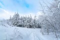 Snow-covered forest path, illuminated by day. Winter Background. winter forest scenery Royalty Free Stock Photo