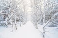 Snow-covered forest path, illuminated by day. Winter Background. winter forest scenery Royalty Free Stock Photo