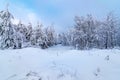 Snow-covered forest path, illuminated by day. Winter Background. winter forest scenery Royalty Free Stock Photo