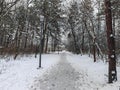 Snow covered forest path with lamppost in winter Royalty Free Stock Photo