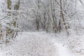 Snow-covered forest path leads through bare winter trees during active snowfall. Royalty Free Stock Photo
