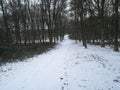 Snow covered forest path Royalty Free Stock Photo