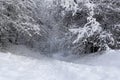 Snow-covered forest path on a winter morning. Royalty Free Stock Photo