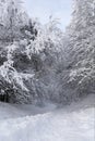 Snow-covered forest path Royalty Free Stock Photo