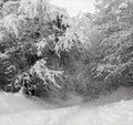 Snow-covered forest path on a winter morning, black white photo. Royalty Free Stock Photo