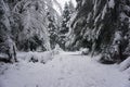 a snow-covered forest path in a wintry forest Royalty Free Stock Photo