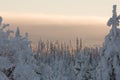 Snow covered forest Royalty Free Stock Photo