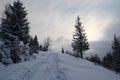 Snow covered forest with pine trees in the mountains in winter season Royalty Free Stock Photo