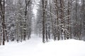 Snow covered forest road  in a February snowstorm in Wausau, Wisconsin getting one to two inches an hour, black & white Royalty Free Stock Photo