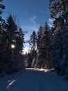 Snow-covered forest road with footprints and sun shining through the frozen branches of spruce trees in winter near Kniebis. Royalty Free Stock Photo