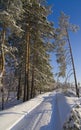 The road in the forest is covered with snow, A frosty morning in the forest thicket. Tall pines in the snow. Royalty Free Stock Photo