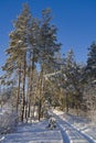 Snow-covered forest. The road in the forest is covered with snow, A frosty morning in the forest thicket. Tall pines in the snow. Royalty Free Stock Photo