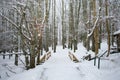 Snow covered forest running trail Norway Royalty Free Stock Photo