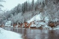 Snow-covered forest trees on the riverbanks of Gauja on a winter day Royalty Free Stock Photo