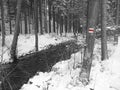 Snow covered forest water stream creek with trees, branches and stones, idyllic winter landscape in black and white with Royalty Free Stock Photo