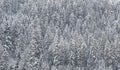 Snow-covered forest Royalty Free Stock Photo