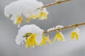Snow Covered Forsythia Flower in April