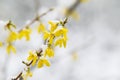 Snow Covered Forsythia Flower in April