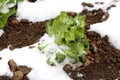 Snow covered fresh organic young light green layered Lettuce or Lactuca sativa annual plant planted in local home garden