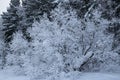 Snow-covered frosty nature in the Khanty-Mansi Autonomous Okrug Yugra in Russia Royalty Free Stock Photo