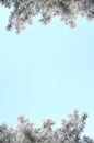 Snow covered frozen pine tree and clean blue winter sky banner mock-up. Vertical aspect ratio