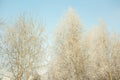 Snow covered frozen tree and sunny clean blue winter sky background Royalty Free Stock Photo