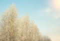 Snow covered frozen tree and sunny clean blue winter sky background Royalty Free Stock Photo