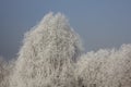 Snow-covered and frozen trees 30398