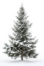 Snow-covered fur-tree