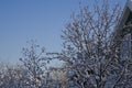 Winter landscape with a house, snow-covered trees and a bullfinch Royalty Free Stock Photo