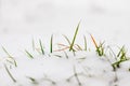 Snow covered grass - green grass under the snow