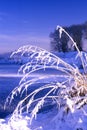 Snow covered grasses