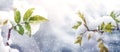 Snow-covered green leaves on a bush against a blurred background during a snowfall in early winter Royalty Free Stock Photo