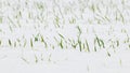 Snow covered the green sprouts of winter wheat Royalty Free Stock Photo