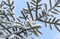 Snow-covered green spruce branches against the blue sky, frozen branches of pine sky background, view from below upwards, Royalty Free Stock Photo