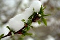 Snow Covered Green Tree Leaf Buds on a Branch