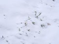 Snow Covered Green Wheat Royalty Free Stock Photo