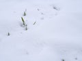 Snow Covered Green Wheat Royalty Free Stock Photo