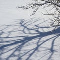 On the snow-covered ground, adding contrast to the bright, white Royalty Free Stock Photo