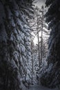 Snow-covered ground and a backdrop of wintry trees