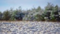 Snow-covered ground forest meadow at sunny winter day. Lush evergreen fir trees Royalty Free Stock Photo