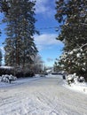 Snow covered ground and trees with tire tracks on rural street.