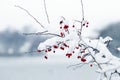 A snow-covered hawthorn branch with red berries on a river bank in winter Royalty Free Stock Photo