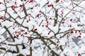 Snow-covered hawthorn bush with red berries in winter Royalty Free Stock Photo