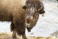 Snow covered head of grazing bison by river in snow in Yellowstone National Park in winter Royalty Free Stock Photo